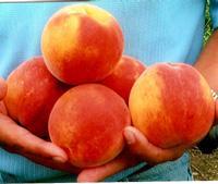 Flamin'Fury(R) PF- Fashionably Late (TM) Peach
