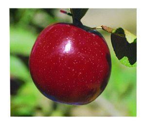 Empire Apple
