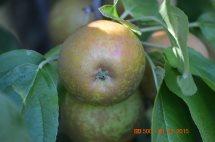 Franklin Cider(TM) Apple