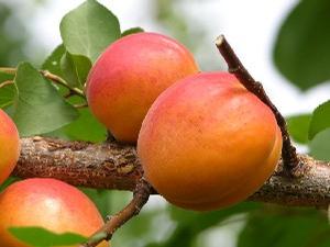 Ilona(TM) Apricot