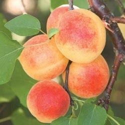 Sugar Pearls(TM) Apricot