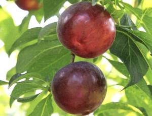 Spring Satin Plumcot