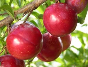 Au Rosa Japanese Plum