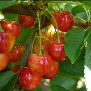 RadiancePearl Blush Sweet Cherry