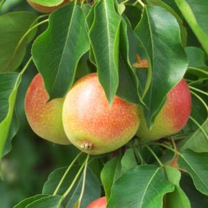 Juicy Jewel™ Asian Type Pear