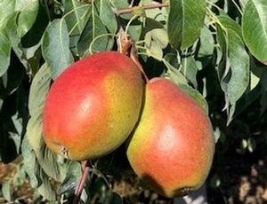 Bell Pear