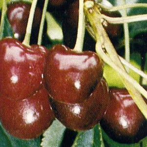 Attika(r) Dark Sweet Cherry