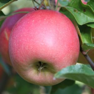 Bonita™ Apple