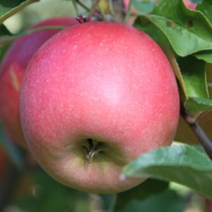 Malus domestica 'Gala' Gala-Red Gala Apple from Grandpa's Orchard