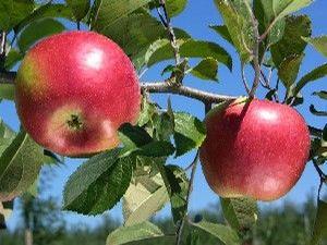 Malus domestica 'Gala' Gala-Red Gala Apple from Grandpa's Orchard