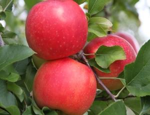 RubyRush™ Apple