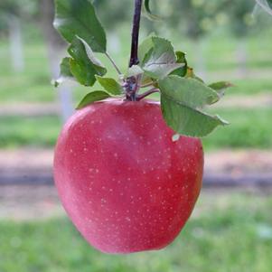 Red King Red Flesh™ Apple