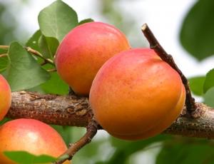 Harostar Apricot