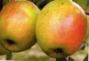 GoldRush Apple