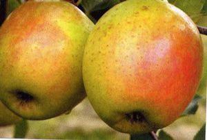 Malus domestica 'Gala' Gala-Red Gala Apple from Grandpa's Orchard