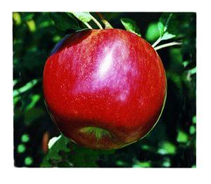 Idared Apple