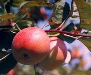 Jonamac Apple