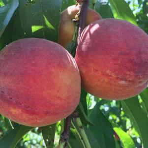 Summer Serenade® Peach