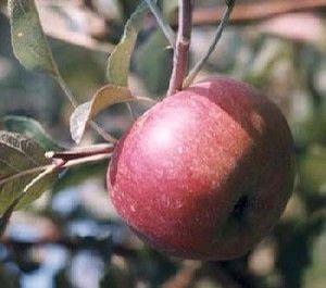 Macoun Apple