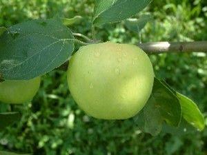 Yellow Transparent Apple