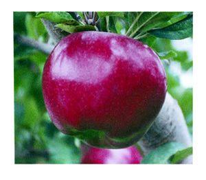 York Apple