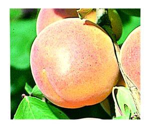 Goldcot Apricot