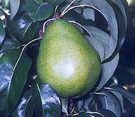 Anjou Pear