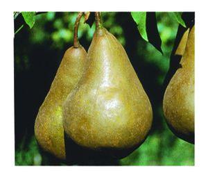 Bosc- Golden Russet® Pear