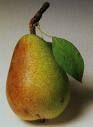 Clapp's Favorite Pear