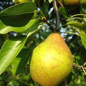 Magness Pear