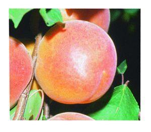 Tilton Apricot