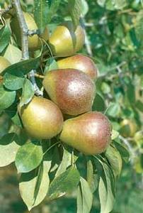 Seckel Pear