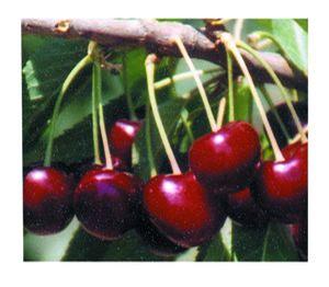 Lapins Self-fertile Dark Sweet Cherry