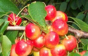 Emperor Francis Blush Sweet Cherry