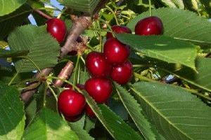 Hedelfingen Dark Sweet Cherry