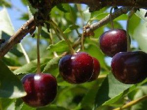 Danube® Tart Cherry
