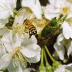 What Can Be Done About the Bees?