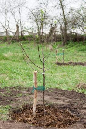 Fertilizing and Compost