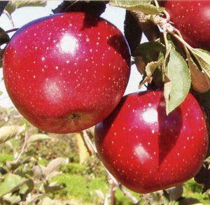 Heirloom, Conventional or GMO Variety? Some clarity on the debate.