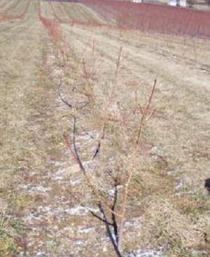 Beginners: How Fruit Trees Come Out of Dormancy