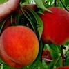 Variety Feature: Paul Friday's Flamin'Fury PF 24-C-Cold Hardy Peach