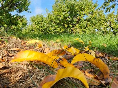 Beginning Backyard Orchardist: Hardening Off Fruit Trees