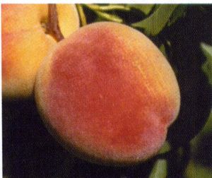 Prunus persica Loring - Loring Peach Prunus persica Loring - Loring Peach