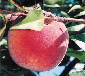 Prunus persica STELLAR® - Autumnstar® Peach - STELLAR® - Autumnstar® Peach