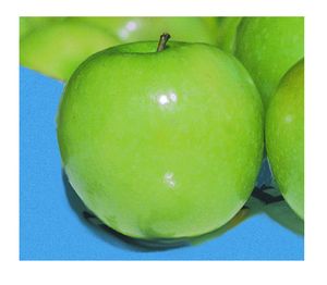Malus domestica Granny Smith - Granny Smith Apple Malus domestica Granny Smith - Granny Smith Apple