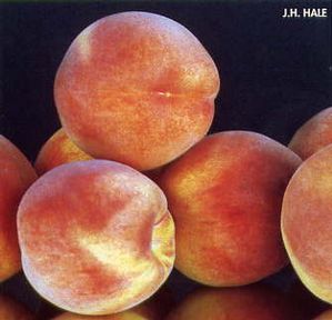 Prunus persica Contender - Contender Peach Prunus persica Contender - Contender Peach