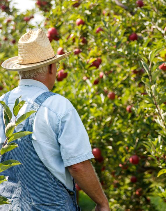 Grandpa is always looking at new varieties to offer.