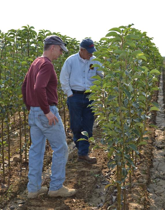 Grandpa is picky about the quality of the bareroot trees he offers and often inspects the nurseries to make sure he only gets the best!