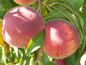 Imagine the flavor of this peach, ripe and fresh from your tree, versus the one shipped a thousand miles to your grocery store!