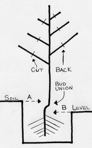 Planting depth chart. Sorry, Grandpa isn't much of an artist! Planting depth chart. Sorry, Grandpa isn't much of an artist!